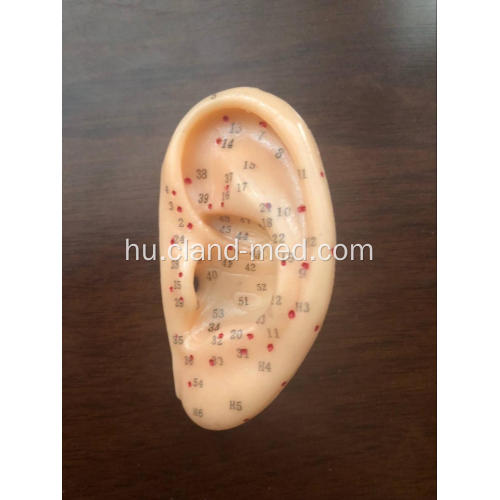 EAR ACUPUNCTURE MODEL